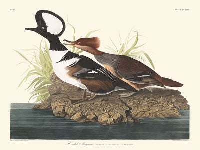 Hooded Merganser by John James Audubon 1827