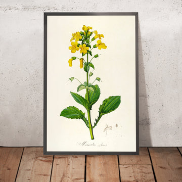 A framed image of Yellow Monkeyflower (Mimulus luteus, Plate 60) by Pierre Joseph Redouté, 1813