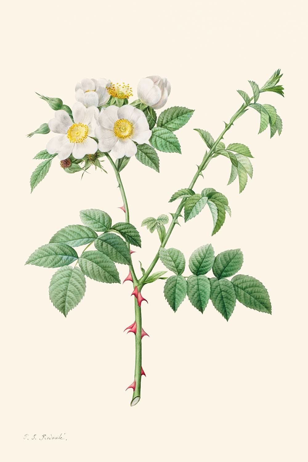 Brier Bush Rose oder Dog Rose von Pierre-Joseph Redouté, 1817