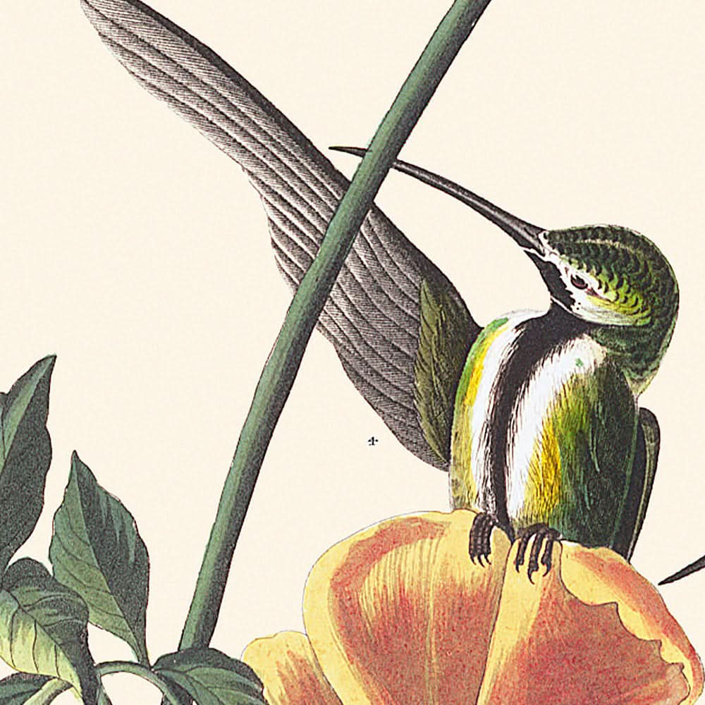 Colibri manguier de John James Audubon, 1827