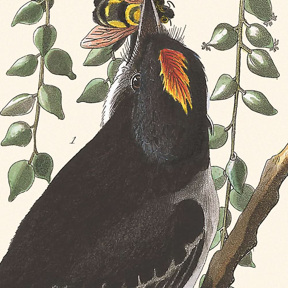 Tyrannen-Fliegenfänger von John James Audubon, 1827