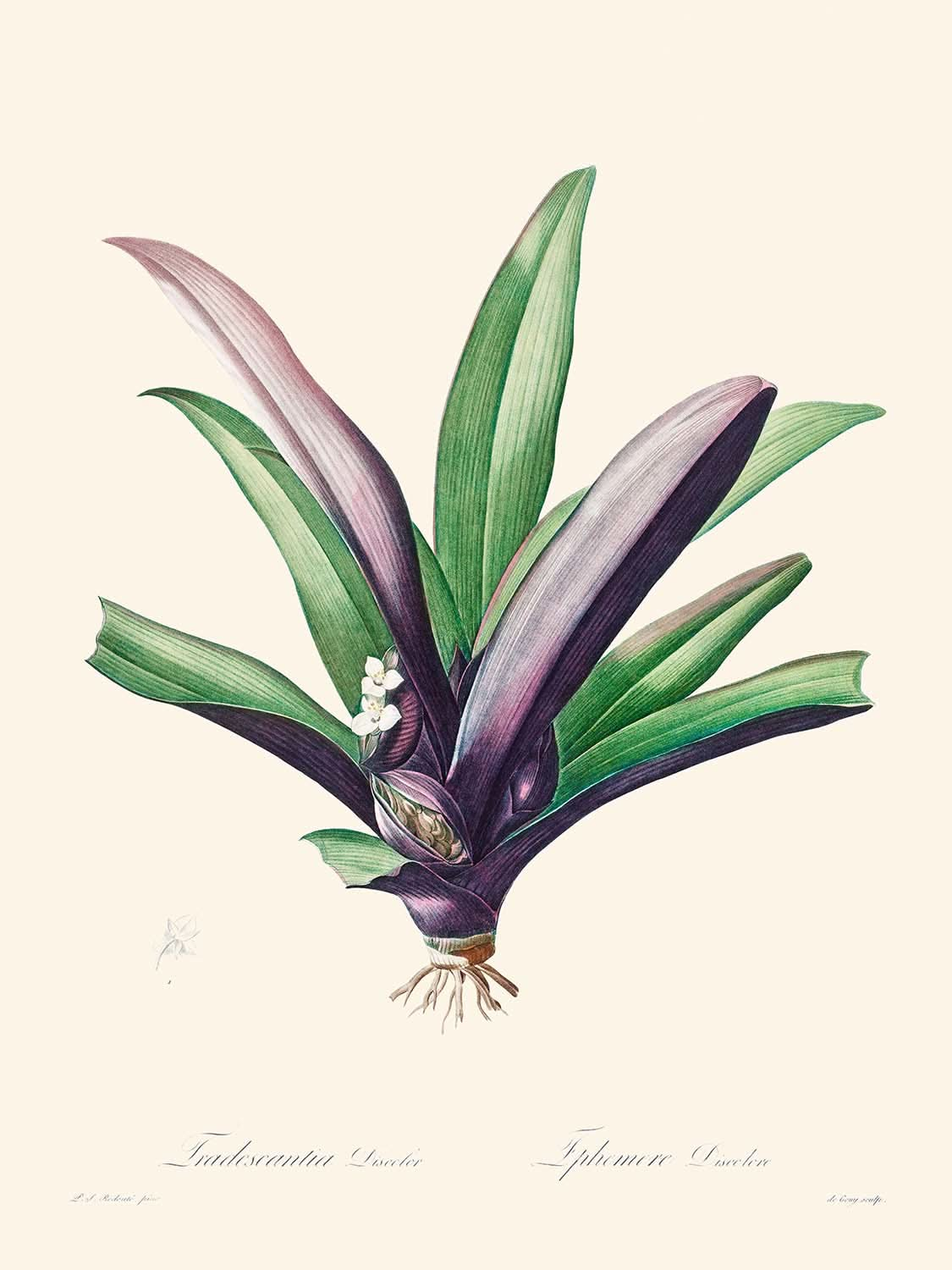 Tradescantia discolor de Pierre-Joseph Redouté, 1802