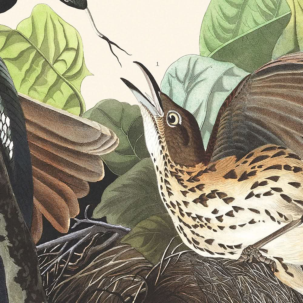 Zorzal ferruginoso, de John James Audubon, 1827