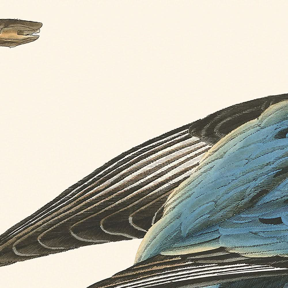 Wandertaube von John James Audubon, 1827