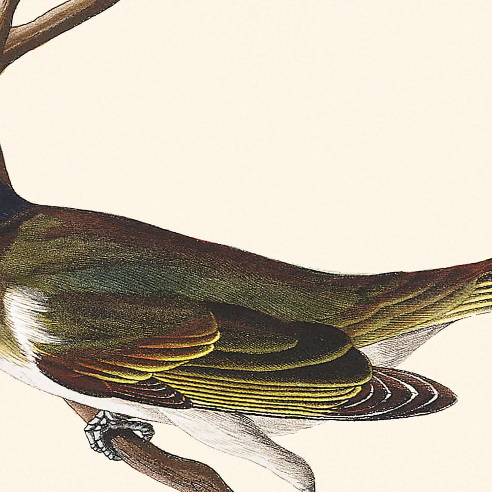 Vireo de ojos rojos de John James Audubon 1827