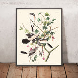 Grande Lanius cinereus o Uccello Macellaio di John James Audubon, 1827 