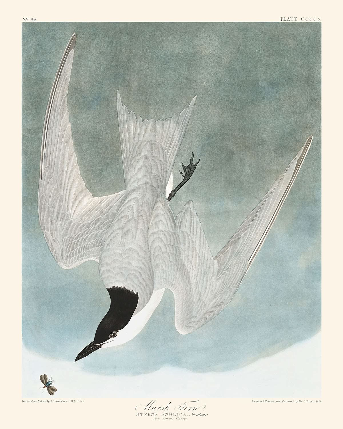 Sumpfseeschwalbe von John James Audubon, 1827