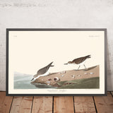 Playero semipalmado por John James Audubon 1827 