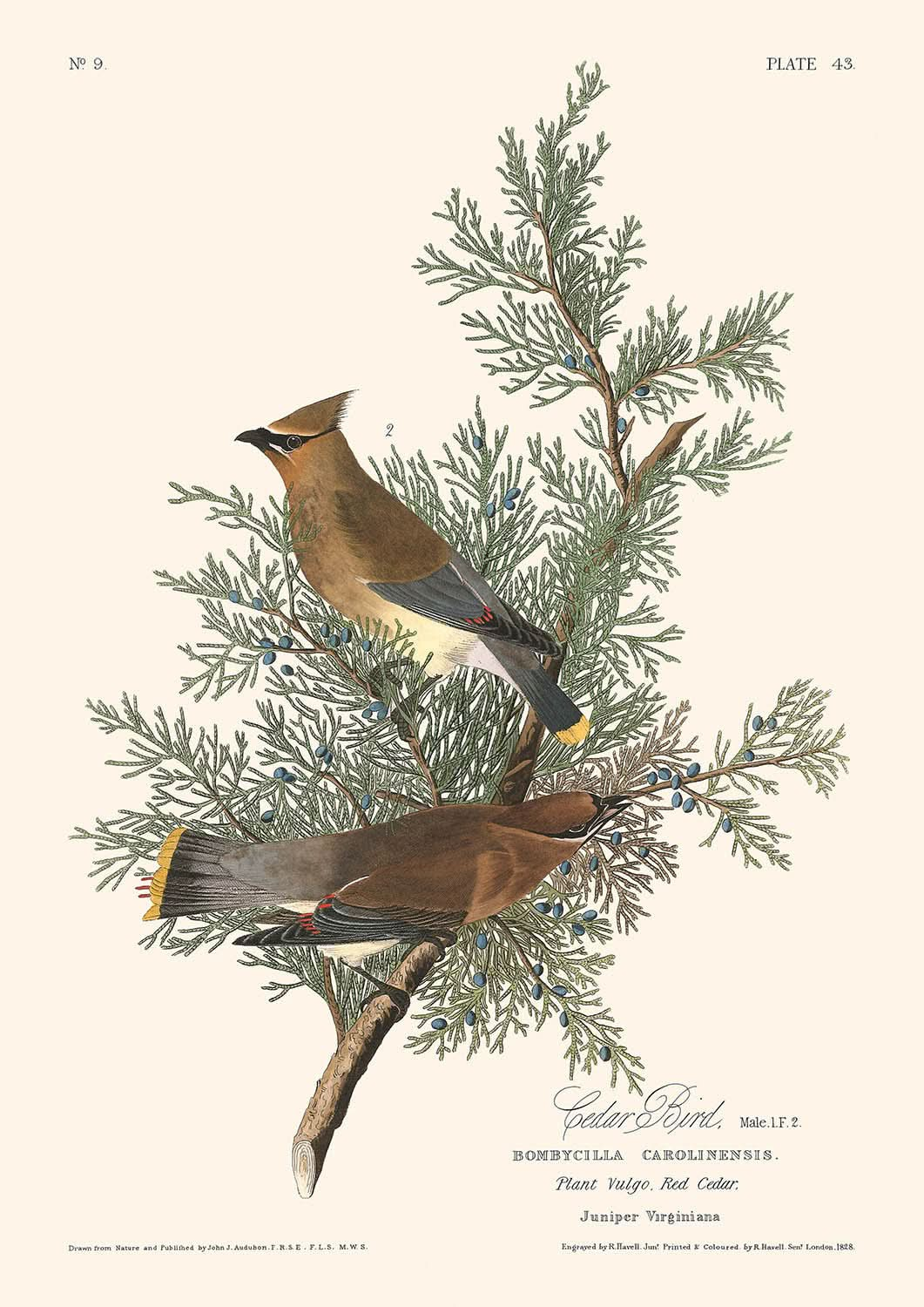 Cedar Bird by John James Audubon, 1827