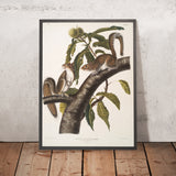 Eastern Gray Squirrel (Sciurus carolinensis) by John Woodhouse Audubon, 1845