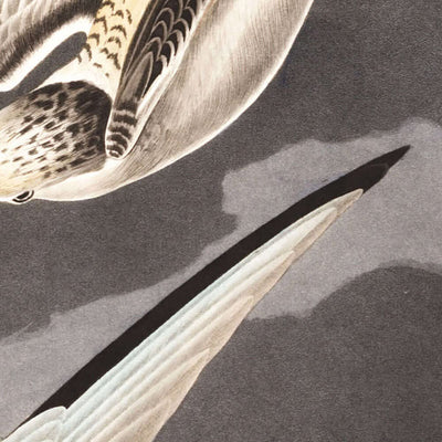 Sterne naine par John James Audubon, 1827