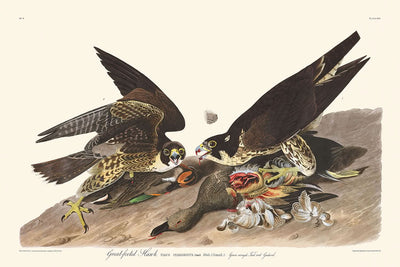 Gavilán de patas grandes, de John James Audubon, 1827