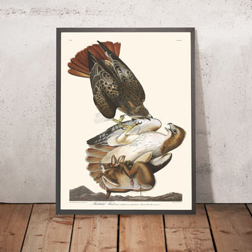 Falco dalla coda rossa di John James Audubon 1827 