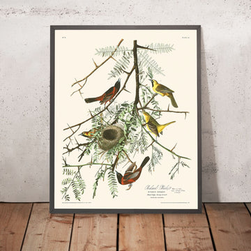 Orchard Oriole von John James Audubon, 1827 