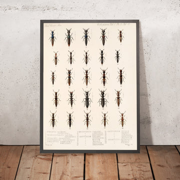 A framed image of 