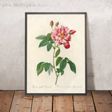 Striped Rose (Rosa gallica versicolor) by Pierre Joseph Redouté, 1817