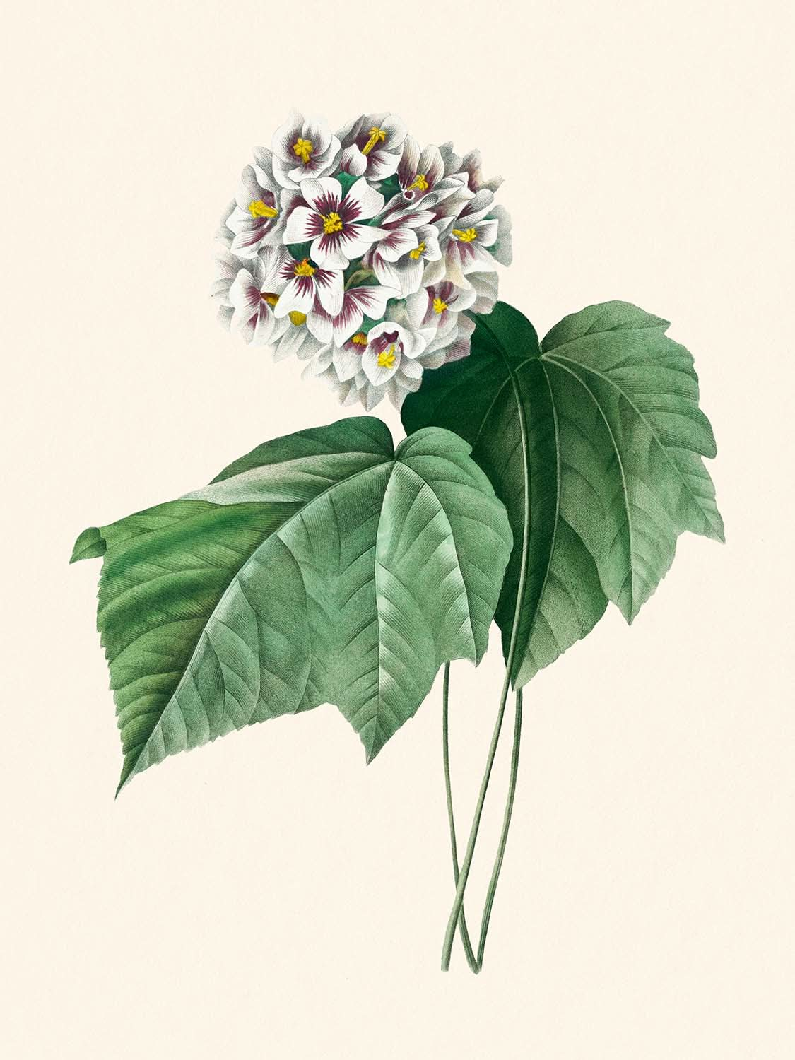 Dombeya Amelia de Pierre-Joseph Redouté, 1802