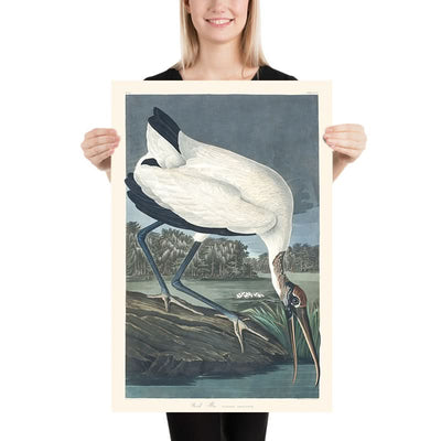 Ibis de bosque, de John James Audubon, 1827