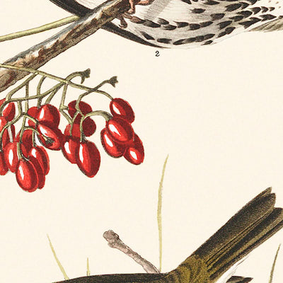 Grive à couronne dorée par John James Audubon, 1827