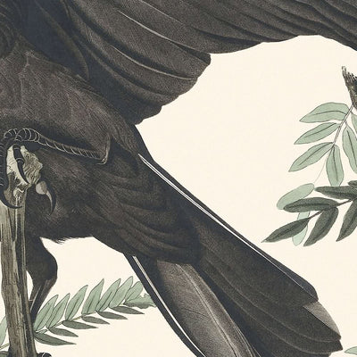 Fish Crow by John James Audubon, 1827