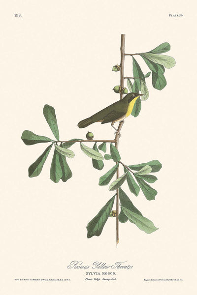 Roscoe's Yellow-throat by John James Audubon, 1827