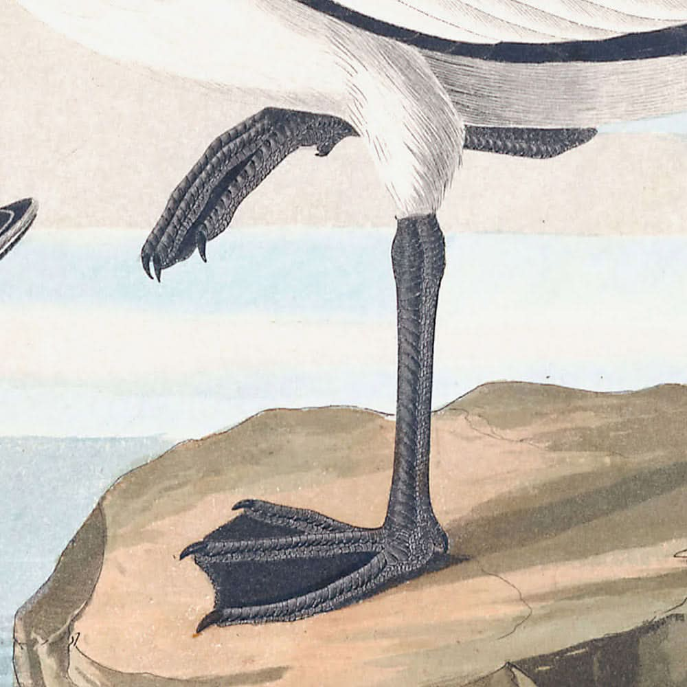 Goéland à queue fourchue de John James Audubon, 1827