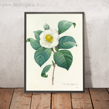 A framed image of Camellia Japonica (Plate 16) by Pierre Joseph Redouté, 1827