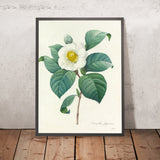 Camellia Japonica (Plate 16) by Pierre Joseph Redouté, 1827