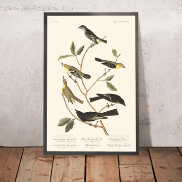 Piccolo tiranno, Pescatore a testa piccola, Warbler della Blue Mountain, Vireo di Bartram, Pewee a gambe corte, Pescatore delle Montagne Rocciose di Audubon, 1827 
