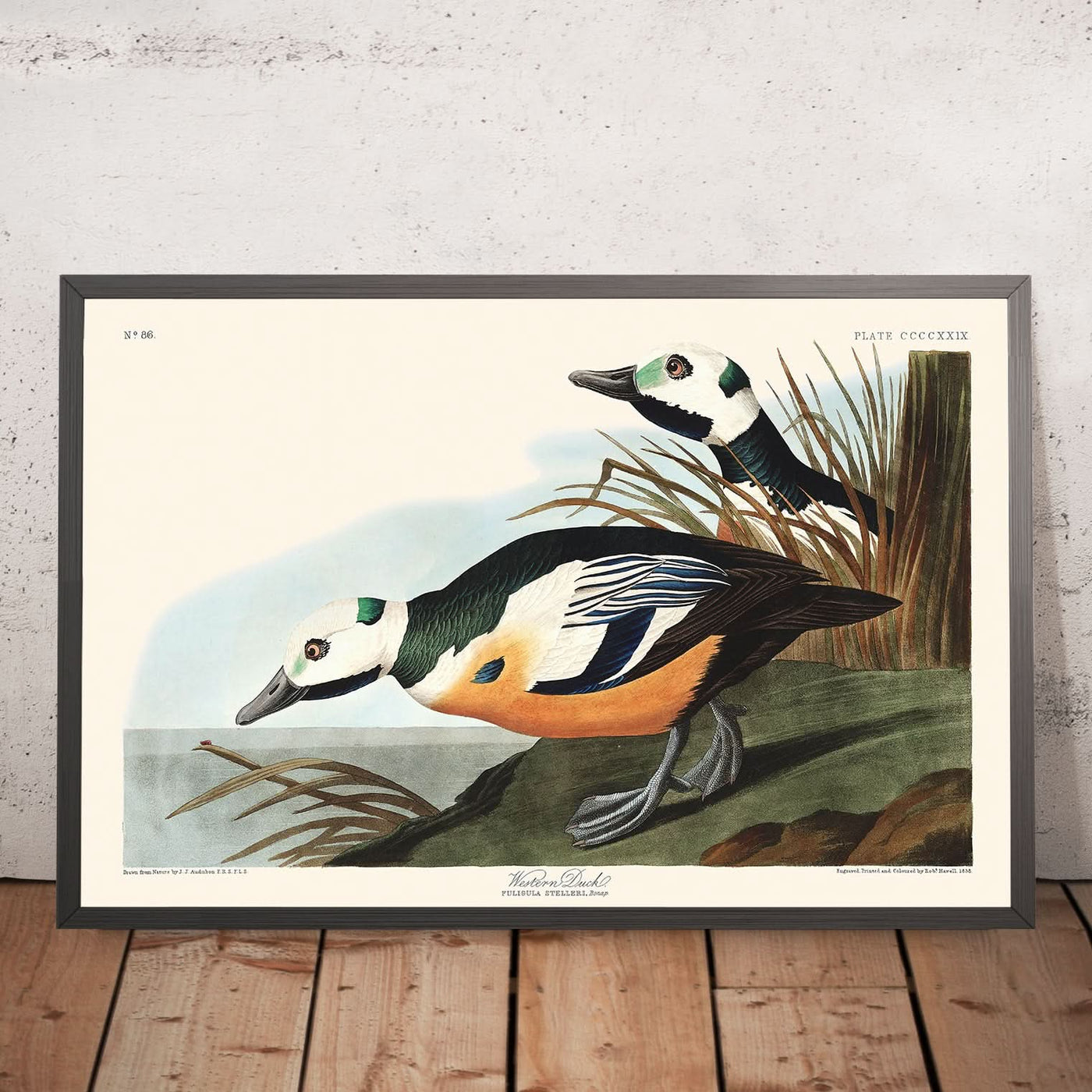 Canard de l'Ouest par John James Audubon, 1827