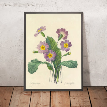 A framed image of Large-Flowered Primrose (Plate 82) by Pierre Joseph Redouté, 1827