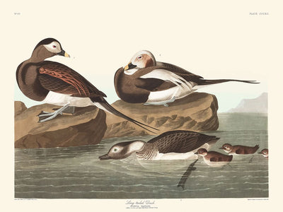 Eisente von John James Audubon, 1827