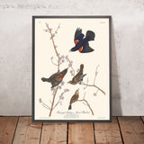 Rothäupiger Star (Sumpf-Schwarzvogel) von John James Audubon 1827 
