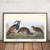 Fagiano piumato e Fagiano dalle gambe spesse di John James Audubon, 1827 