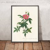 Rose (Rosa reclinata flore simplici) by Pierre Joseph Redouté, 1817