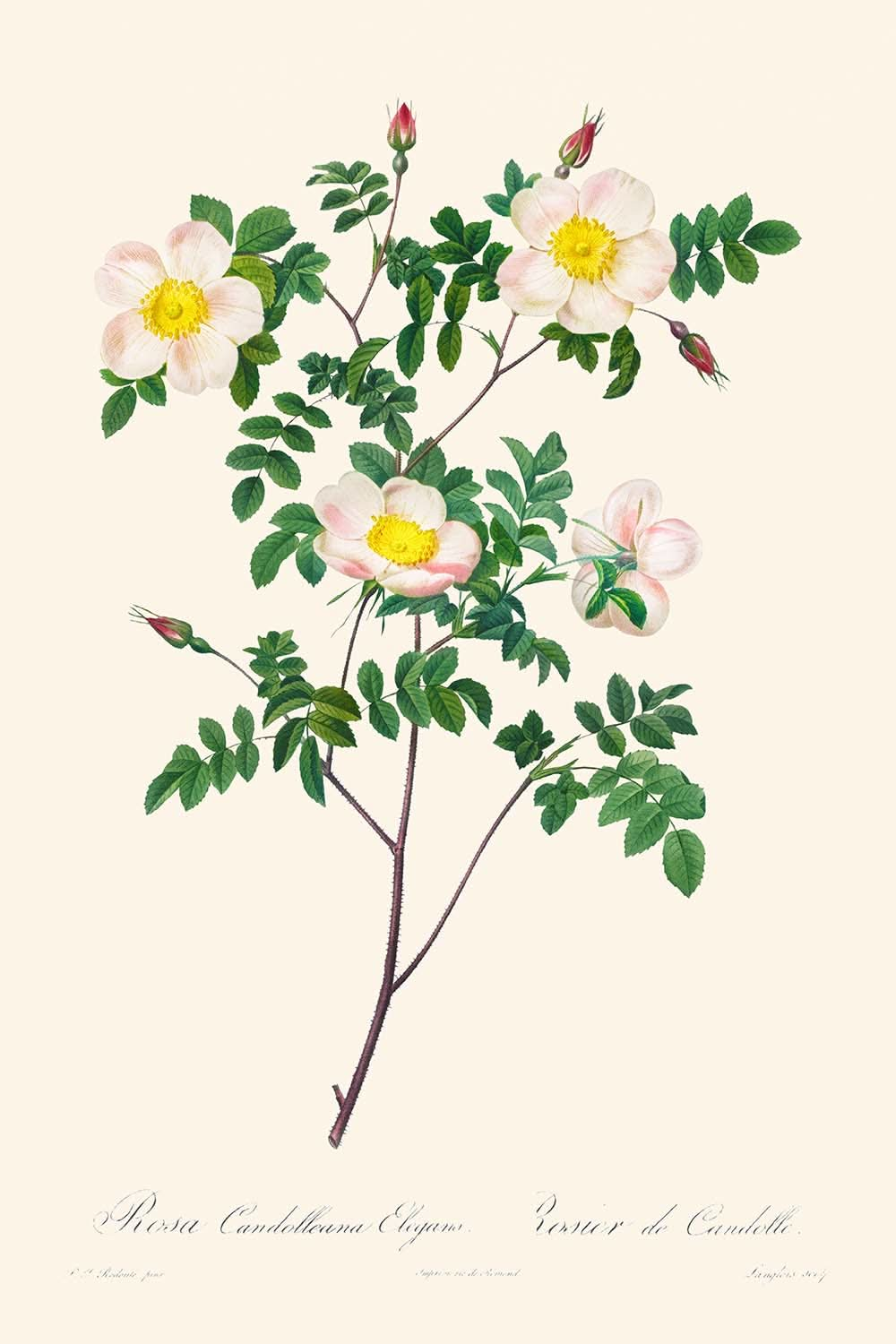 Rosa Candolleana Elegans de Pierre-Joseph Redouté, 1817