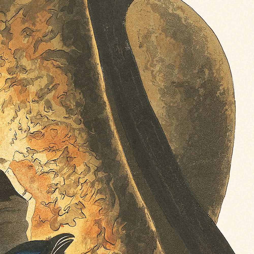 Purpurschwalbe von John James Audubon, 1827