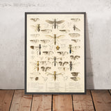 True Flies (Diptera, Plate 18) by Frederick DuCane Godman, 1879
