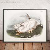 Northern Hare (Lepus americanus) by John Woodhouse Audubon, 1845