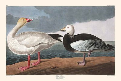 Snow Goose by John James Audubon, 1827