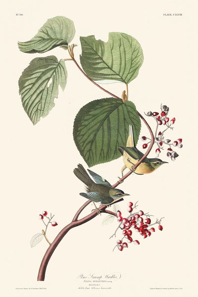 Kiefernwaldsänger von John James Audubon, 1827