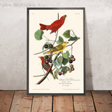 Summer Red Bird by John James Audubon, 1827