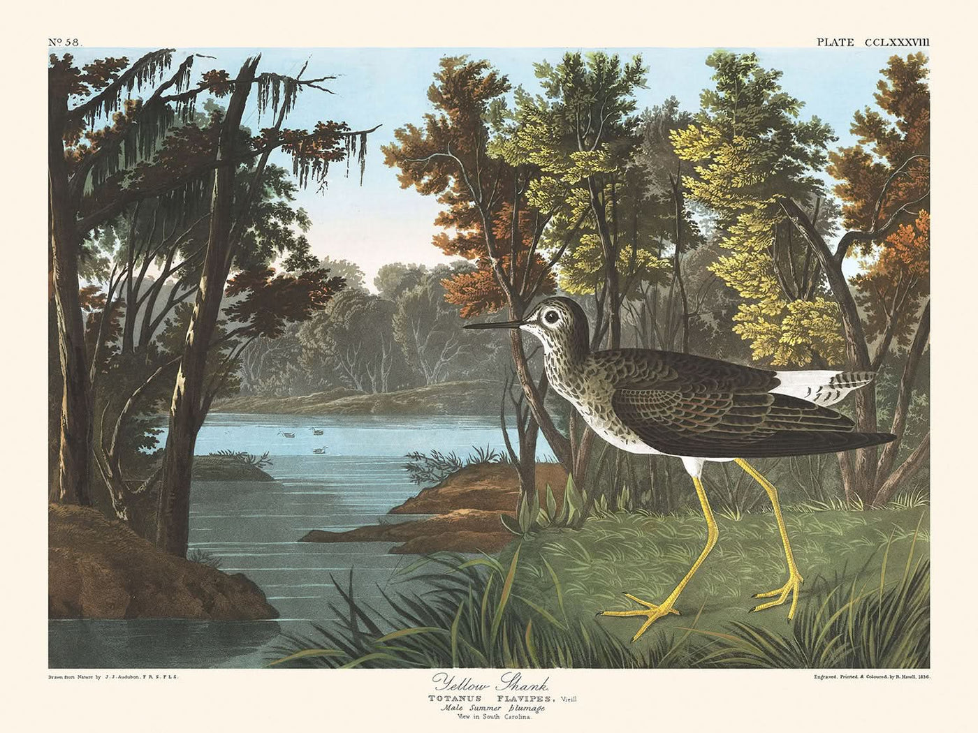 Le jarret jaune de John James Audubon, 1827