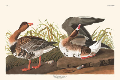 Weißfrontgans von John James Audubon, 1827 