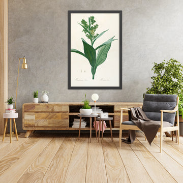 A framed image of White Hellebore (Veratrum album, Plate 26) by Pierre Joseph Redouté, 1805