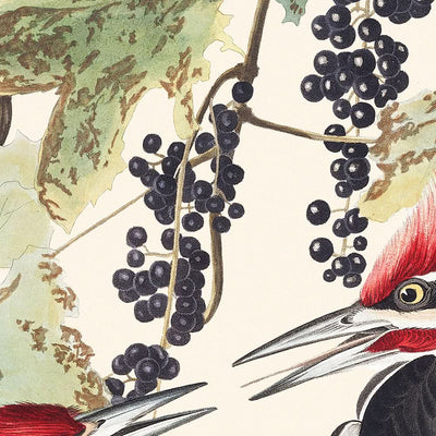 Pileated Woodpecker by John James Audubon 1827