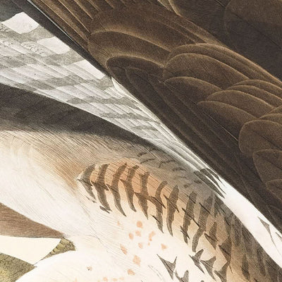 Buse variable par John James Audubon, 1827