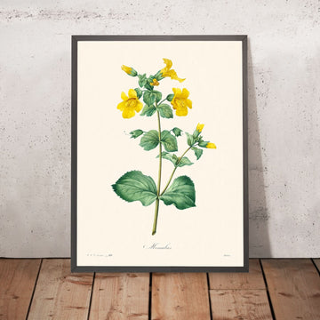 Mimulus di Pierre-Joseph Redouté, 1802 