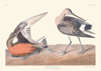 Hudsonian Godwit von John James Audubon, 1827 