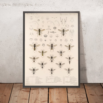 A framed image of 
